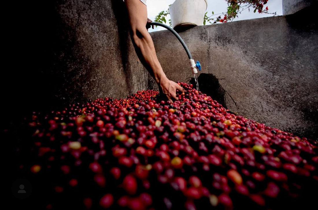 【The Coffee Farmer】