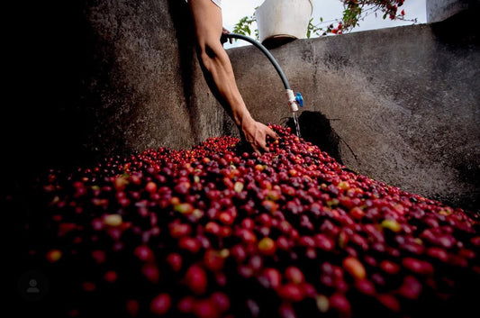 【The Coffee Farmer】