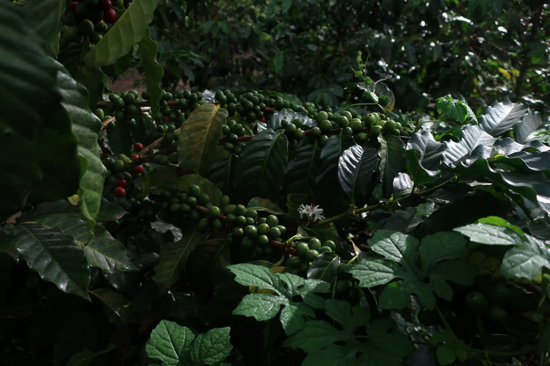 【Notice for Customers in the United States】