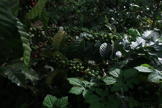 【Notice for Customers in the United States】